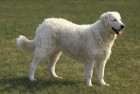 Kuvasz, foto: Shutterstock