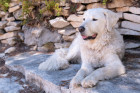 Kuvasz, foto: Shutterstock