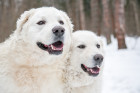 Kuvasz, foto: Shutterstock