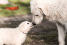Kuvasz, foto: Shutterstock