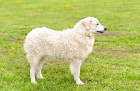Kuvasz, foto: Shutterstock