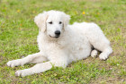 Kuvasz - odrostlé štěně, foto: Shutterstock