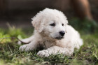 Kuvasz - štěně, foto: Shutterstock
