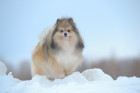 Německý špic malý, foto: Shutterstock