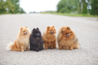 Německý špic malý, foto: Shutterstock