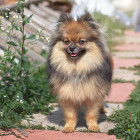 Německý špic trpasličí, foto: Shutterstock