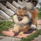 Německý špic trpasličí, foto: Shutterstock