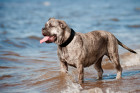Perro de Presa Mallorquin