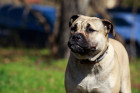 Perro de Presa Mallorquin, foto: Shutterstock