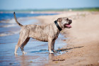 Perro de Presa Mallorquin, foto: Shutterstock
