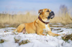 Perro de Presa Mallorquin, foto: Shutterstock