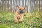 Perro de Presa Mallorquin - štěně, foto: Shutterstock