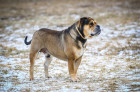 Perro de Presa Mallorquin, foto: Shutterstock