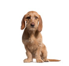 Plavý bretaňský baset, foto: Shutterstock