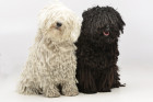 Puli, foto: Shutterstock