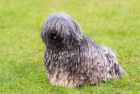 Puli, foto: Shutterstock