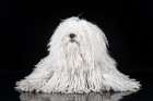 Puli, foto: Shutterstock
