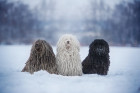 Puli, foto: Shutterstock