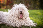 Puli, foto: Shutterstock