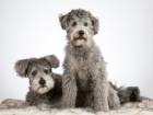 Pumi, foto: Shutterstock