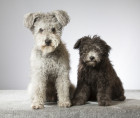 Pumi, foto: Shutterstock