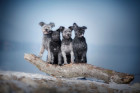 Pumi, foto: Shutterstock