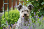 Pumi, foto: Shutterstock