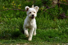 Pumi, foto: Shutterstock