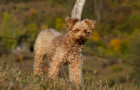 Pumi, foto: Shutterstock