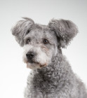 Pumi, foto: Shutterstock