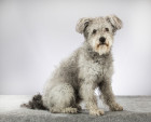 Pumi, foto: Shutterstock