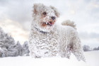 Pumi, foto: Shutterstock