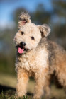 Pumi, foto: Shutterstock