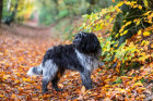 Holandský ovčácký pudl, foto: Shutterstock