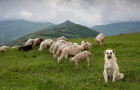 Kangal se stádem, foto: Shutterstock