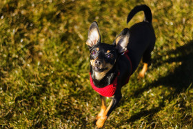 Anglický toy teriér