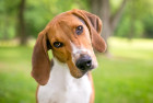 Americký foxhound, foto: Shutterstock