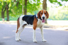 Americký foxhound, foto: Shutterstock