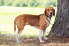 Americký foxhound, foto: Shutterstock