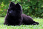 Eurasier, foto: Shutterstock
