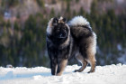 Eurasier, foto: Shutterstock