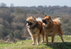 Eurasier, foto: Shutterstock