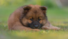 Eurasier - štěně, foto: Shutterstock