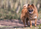 Eurasier, foto: Shutterstock