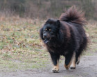 Eurasier, foto: Shutterstock