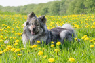 Eurasier, foto: Shutterstock
