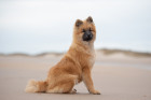 Eurasier - starší štěně, foto: Shutterstock