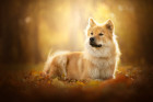 Eurasier, foto: Shutterstock