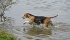 Foxhound