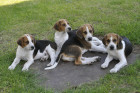 Foxhound, foto: Shutterstock